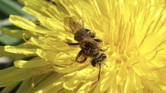 Andrena dorsata