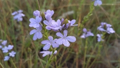 Buchnera longespicata