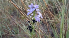 Buchnera longespicata