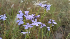 Buchnera longespicata