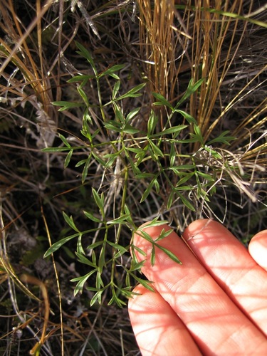 Anisotome filifolia (Hook.fil.) Cockayne & Laing
