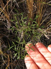 Anisotome filifolia