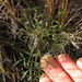 Anisotome filifolia - Photo (c) Jon Sullivan, some rights reserved (CC BY)
