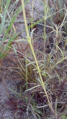 Buchnera longespicata