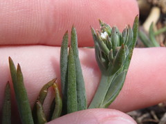 Thesium ecklonianum