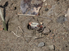 Tubuca arcuata image