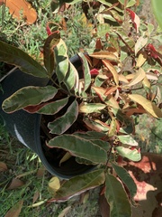 Excoecaria cochinchinensis