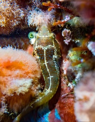 Apletodon
