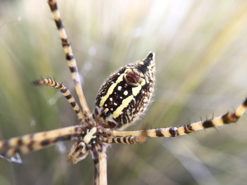 Banded Garden Spider photo 6