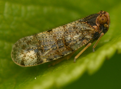 Tachycixius pilosus