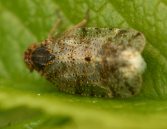 Tachycixius pilosus