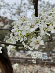 Pyrus