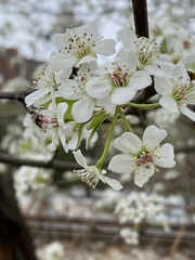 Pyrus