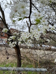 Pyrus