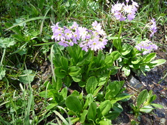 Primula auriculata