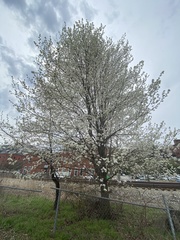 Pyrus