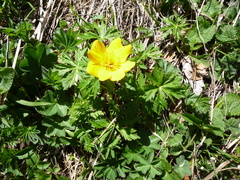 Trollius ranunculinus