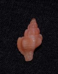 Chicoreus denudatus