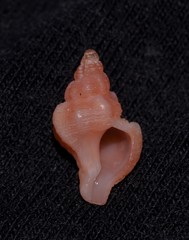 Chicoreus denudatus