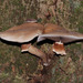 Agrocybe parasitica - Photo (c) cyberfungus, some rights reserved (CC BY-NC-SA)