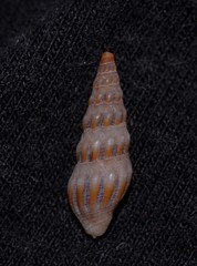 Austrodrillia angasi