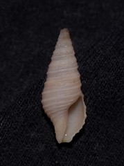 Pulsarella cognata