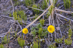 Potentilla uniflora