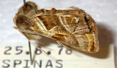 Euchalcia variabilis