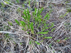 Allium victorialis
