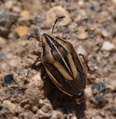 Aelia americana