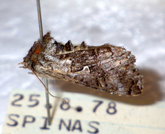 Syngrapha interrogationis