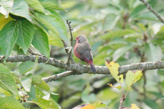 Lagonosticta rubricata