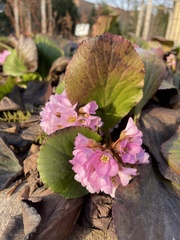 Bergenia stracheyi