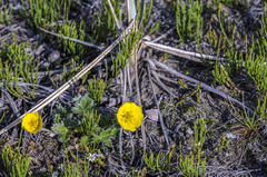 Potentilla uniflora