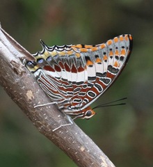 Charaxes saturnus