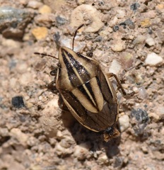 Aelia americana