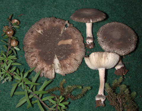 Amanita nehuta
