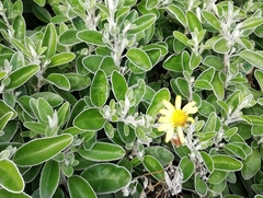 Brachyglottis × jubar