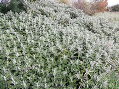 Brachyglottis × jubar