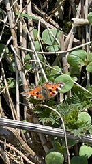 Aglais urticae
