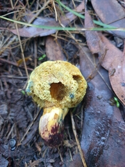 Gymnogaster boletoides