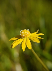 Blennosperma bakeri
