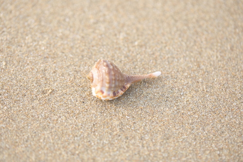 Ranularia oboesa observed 2021-03-29