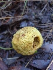 Gymnogaster boletoides