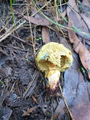 Gymnogaster boletoides