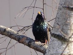 Sturnus vulgaris