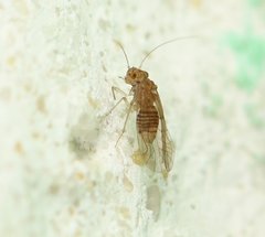Lachesillidae