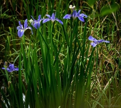 Iris giganticaerulea