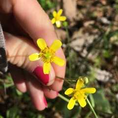 Ranunculus harveyi