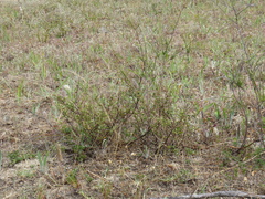 Hermannia multiflora